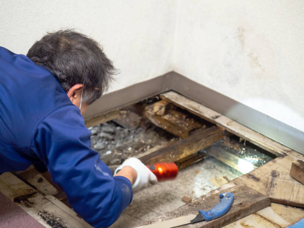 Best Mold Remediation  in Fayette, MS