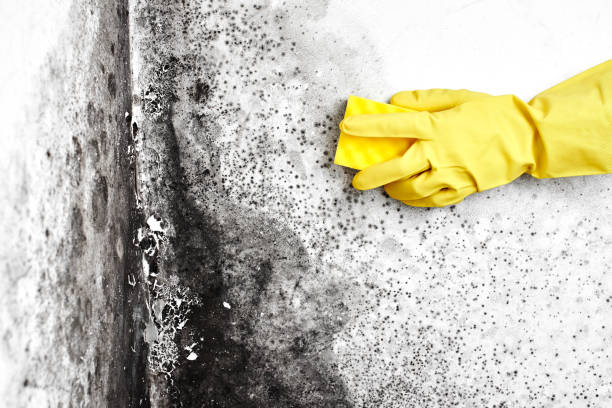Best Mold Removal Process  in Fayette, MS