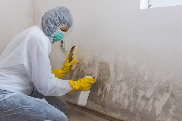 Best Mold Removal Specialists  in Fayette, MS