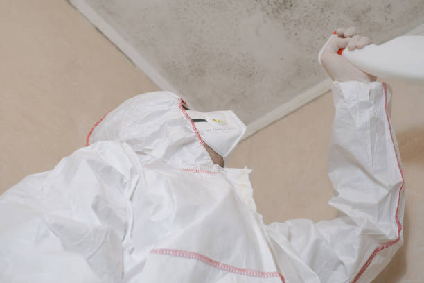 Best Fast Mold Removal  in Fayette, MS