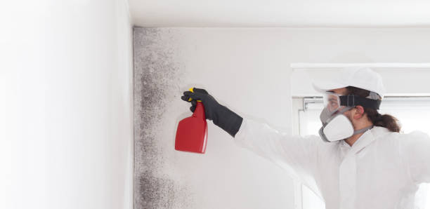 Best Toxic Mold Removal  in Fayette, MS