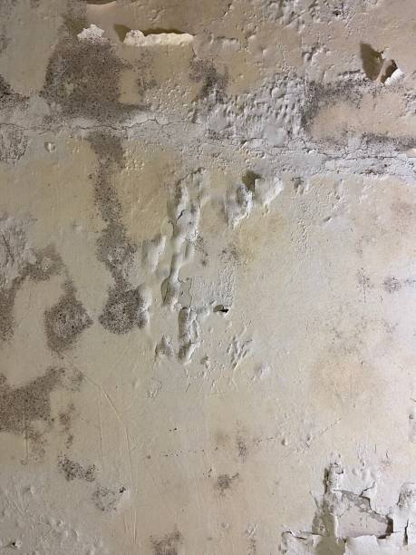 Certified Mold Removal in Fayette, MS