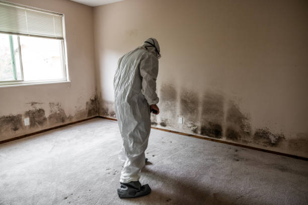 Best Mold Cleaning Services  in Fayette, MS