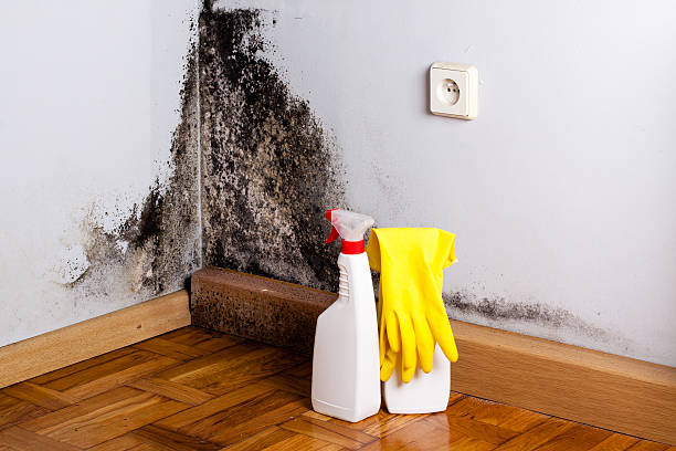 Professional Mold Removal in Fayette, MS