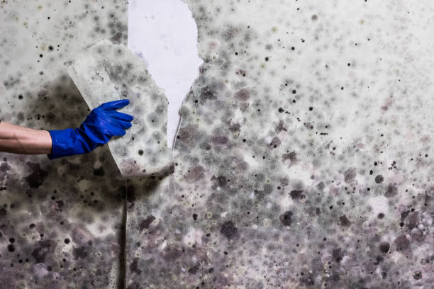 Best Residential Mold Removal  in Fayette, MS