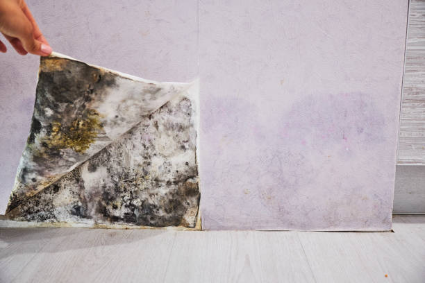 Mold Removal Process in Fayette, MS